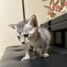 赤ちゃん猫のホワちゃん サムネイル3