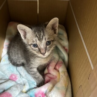 赤ちゃん猫のタイガくん