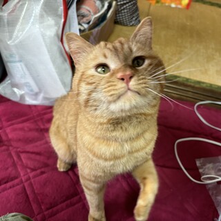 ありがとうございました