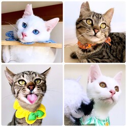 保護猫カフェde譲渡会 サムネイル2