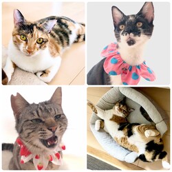 保護猫カフェde譲渡会 サムネイル3