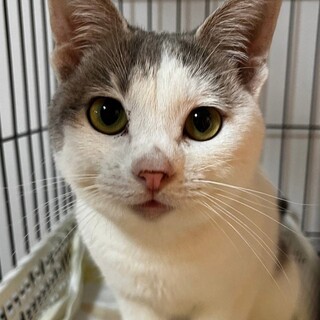 甘えん坊でやんちゃな男の子★テトくん