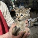 子猫5匹&母猫の里親募集中