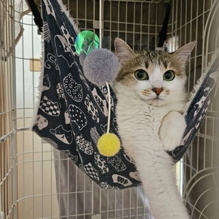 白サバ　推定10ヶ月　女の子