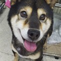 人が好きで甘えん坊なちびこちゃん