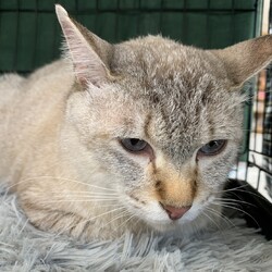 「18日(土)のねこ活お見合い会のご報告」サムネイル2