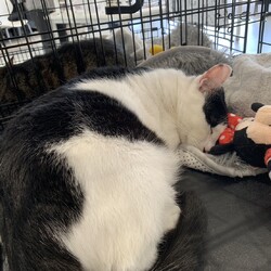 「18日(土)のねこ活お見合い会のご報告」サムネイル3