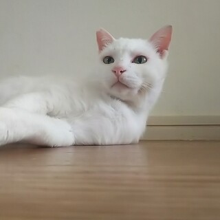 かくれ甘えん坊♡咲くん