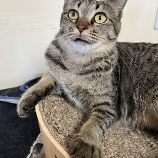 キジ　1歳  女の子