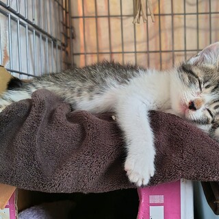 とても人懐こい女の子