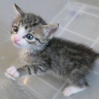 幼い子猫が収容されました。