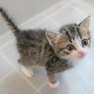 幼い子猫が収容されました。