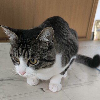 【急募】賢くて愛嬌のある6ヶ月の子です