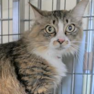 元飼い猫　再び飼い猫としてお迎え下さい。