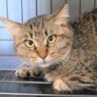 元飼い猫　再び飼い猫としてお迎え下さい。