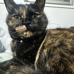 「ミツネ(元ちらし)からのお便りです」サムネイル1