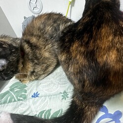 「ミツネ(元ちらし)からのお便りです」サムネイル2