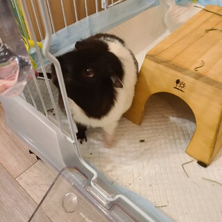モルモット　３歳の女の子・白黒ミックス