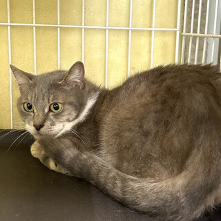 1４日最終期限・飼い主持込・処分対象です！