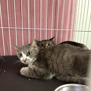 ４匹飼い主持込・処分対象です！引出サポートします