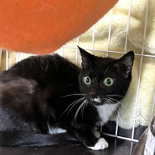 最終期限１４日飼い主持込・処分対象です！