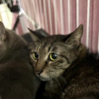 ４匹飼い主持込・処分対象です！引出サポートします