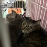 ４匹飼い主持込・処分対象です！引出サポートします サムネイル2