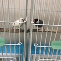 文鳥さん2羽 手乗り/とても元気です