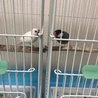 文鳥さん2羽 手乗り/とても元気です