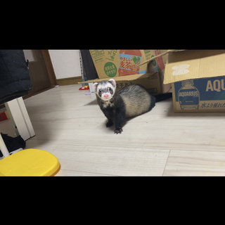フェレット1歳