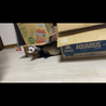 フェレット1歳 サムネイル2