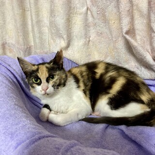 トリモチから救出　元気になったオリーブちゃん