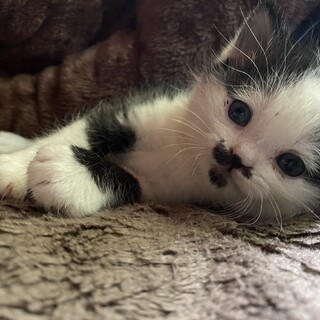 生後約1ヶ月の甘えん坊のハチワレの男の子です⭐︎