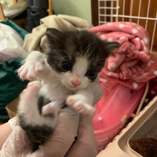 あたち、スノーフレーク！つぶらなお目々の女の子