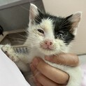 白黒の男の子