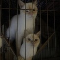 兄弟の白茶猫