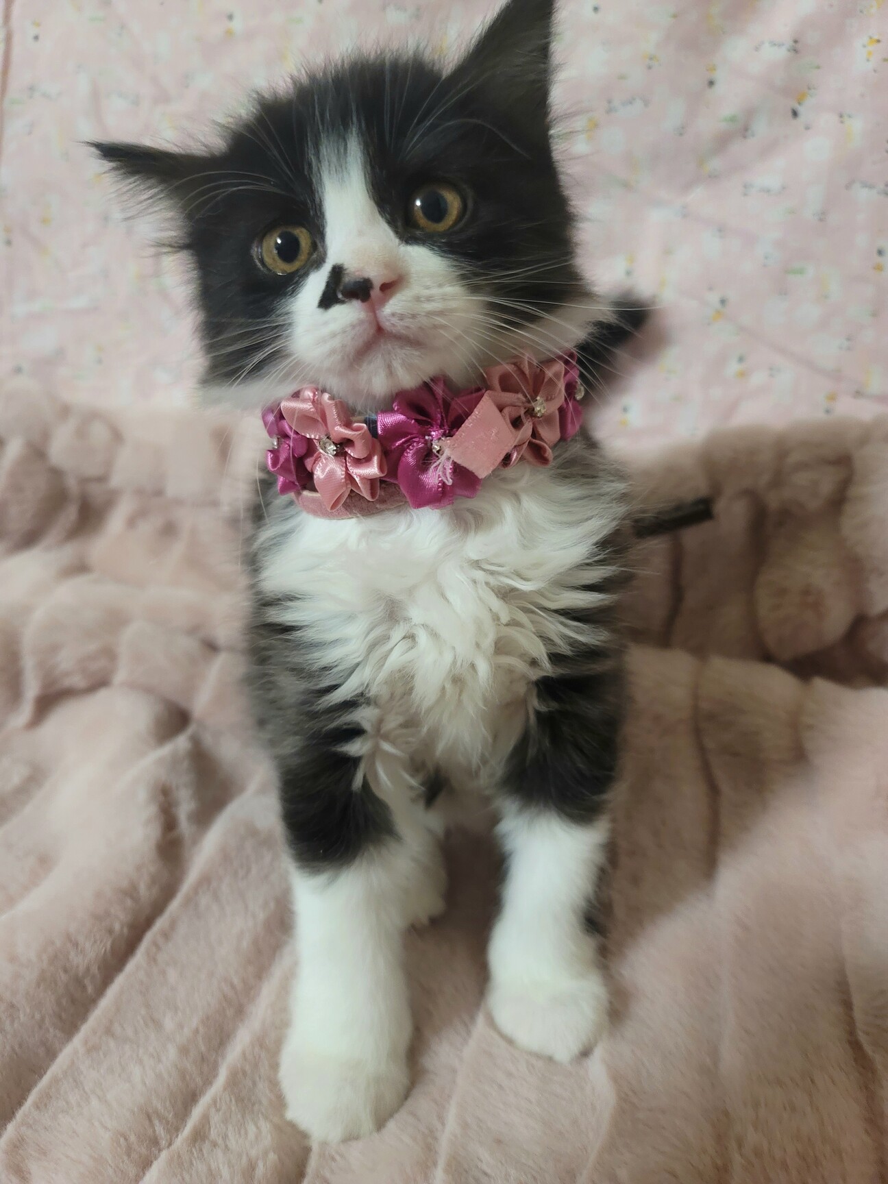 ふんわり半長毛♡うるる♀...」東京都 - 猫の里親募集(489017 