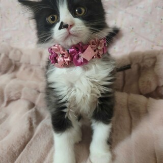 ふんわり半長毛♡うるる♀♡白黒♡2ヶ月