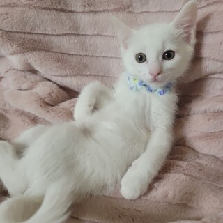 まっ白イケメン♡たるる♡2ヶ月♂