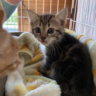 天真爛漫な5兄妹♪あめこちゃん♪女の子1.5ヵ月