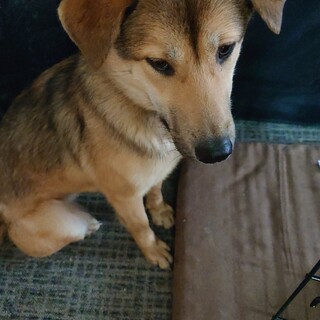 ペーシャ　女の子