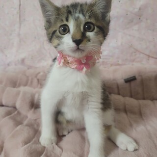 おめめくりくり美少女♡めるる♡2ヶ月♀