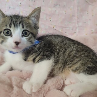 ミルボラさんイチオシ♡くるる♡2ヶ月♂