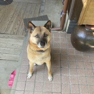 飼い主さん高齢のため里親募集（代理投稿）