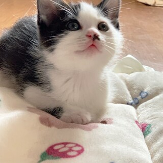 【5/26東銀座】まきちゃん★1ヵ月半♪