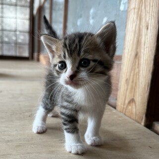 生後4週♡よちよち歩き♡5兄妹♡