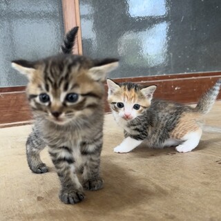 生後4週♡よちよち歩き♡ミケちゃん♡5兄妹の子猫