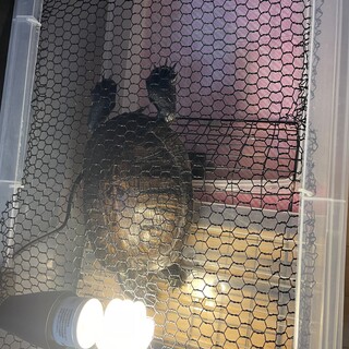 大切にお世話してくださる方