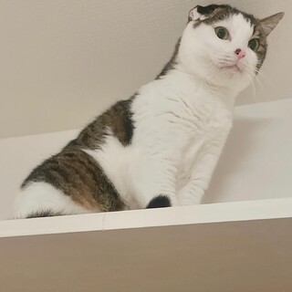 6/9譲渡会　ﾋﾞﾋﾞﾘ！ﾊﾁﾜﾚ片耳スコMIX