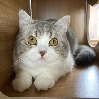 9ヶ月　スコティッシュ男の子